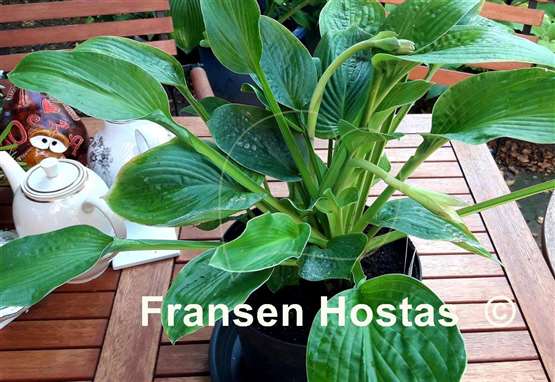 Hosta Green Pin Stripe Sister